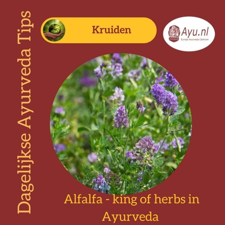 Alfalfa, de Koning der Kruiden in Ayurveda